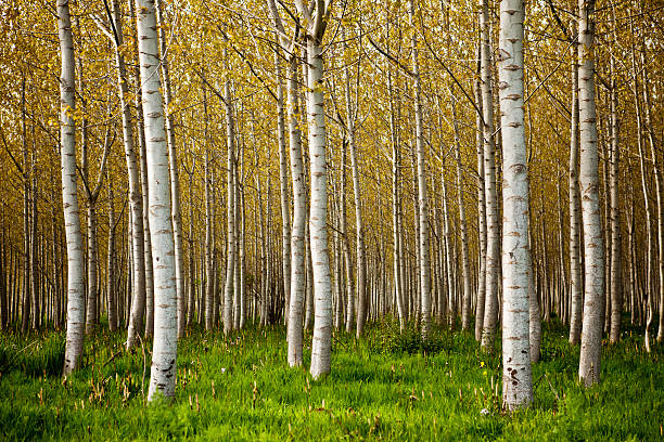 Birch Trees  birch tree stock pictures, royalty-free photos & images