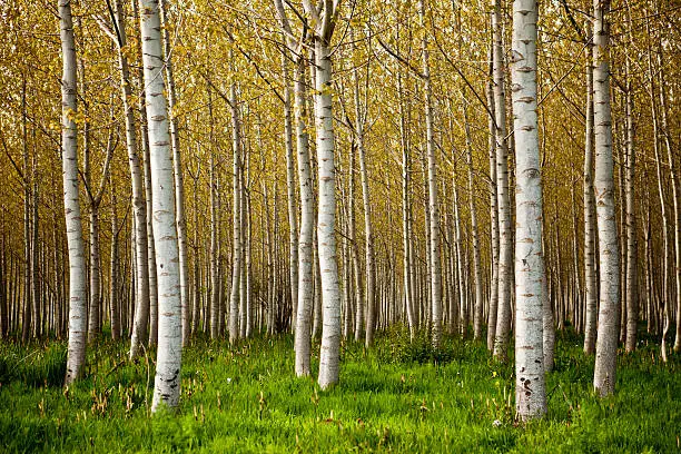 Photo of Birch Trees