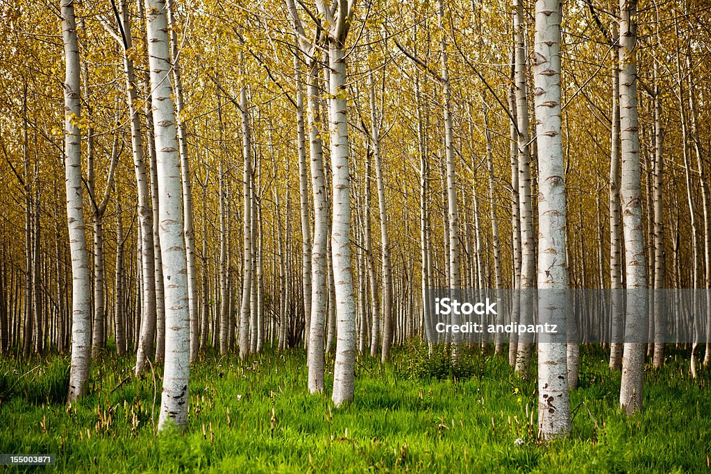 Árvores de Bétula - Royalty-free Bétula Foto de stock