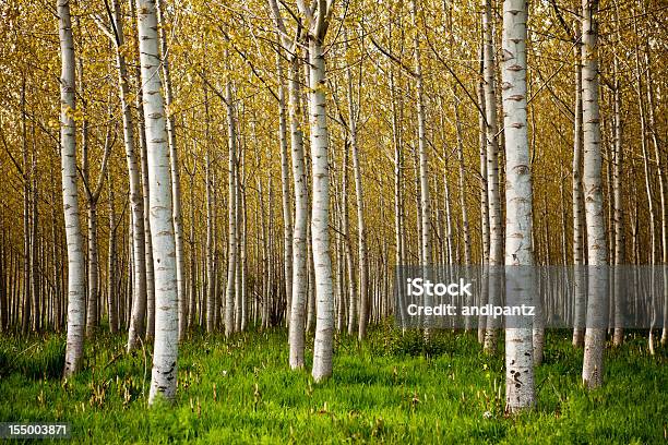 Árvores De Bétula - Fotografias de stock e mais imagens de Bétula - Bétula, Floresta, Imagem a cores