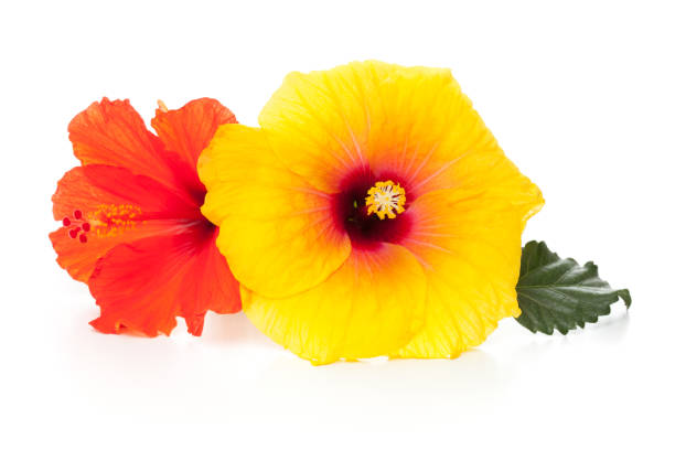 Red hibiscus bud