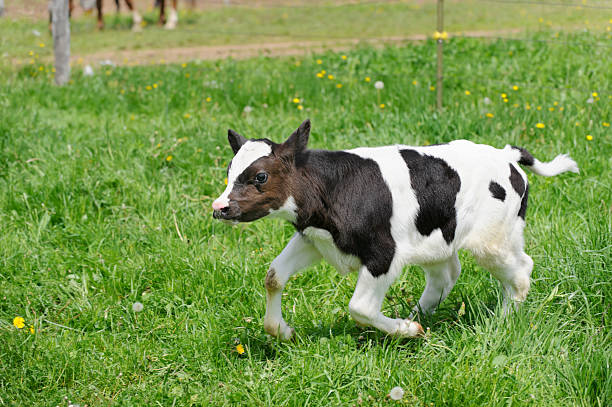 Calf Running in Pasture Grass, Holstein Dairy Cow stock photo