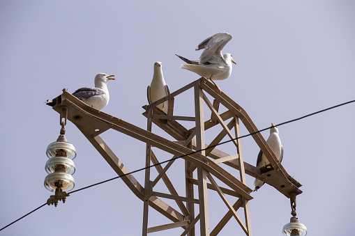 Four seagulls sitting and chatting on a power pole in Zingaro Nature Reserve