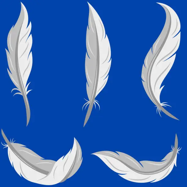 Vector illustration of Bird feather vector design
