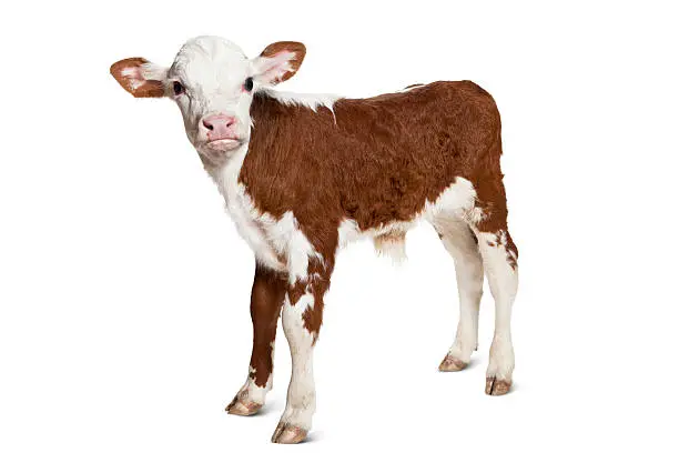 Photo of Hereford Calf on White Background Looking at Camera.