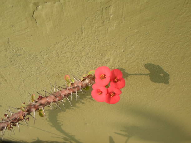 la flor de terciopelo de color rojo - velvet rose flower thorn fotografías e imágenes de stock