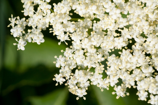 Phlox white shrub grows in a garden or park