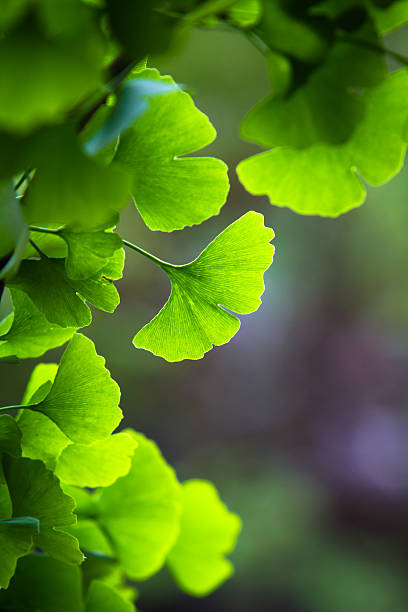 ginkgo biloba hojas - green environmental conservation leaf dementia fotografías e imágenes de stock