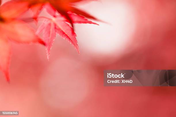 Red Maple Leaf Stockfoto und mehr Bilder von Ahorn - Ahorn, Ahornblatt, Baum
