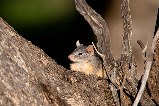 Yellow-footed antechinus in the Central Victorian bushland