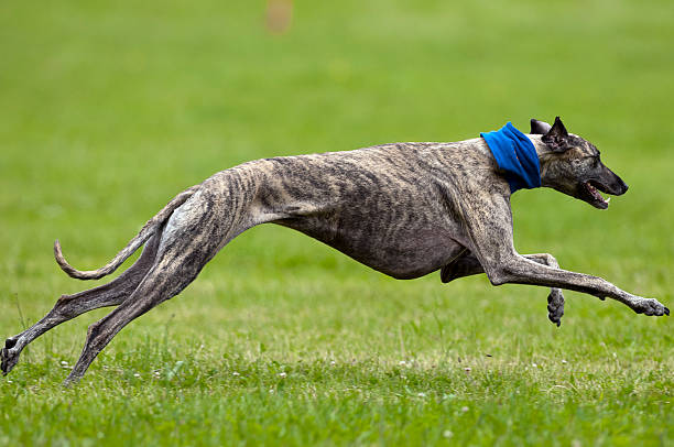 greyhoud lure schießen - windhund stock-fotos und bilder