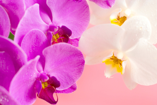 Purple with white orchid on pink  background