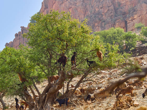 istock goats standing and climbing in a argan oil tree. 1550068571
