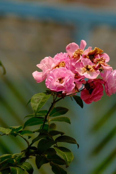 Rose in a garden in selective focus and blurry background