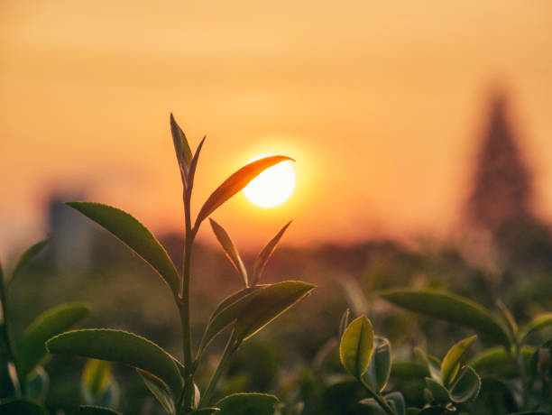 l’arbre à thé vert laisse camellia sinensis dans la lumière du soleil de la ferme biologique. ferme à base de plantes fraîches à bourgeons tendres le matin d’été. lumière du soleil plante d’arbre à thé vert. gros plan arbre à thé nature  - tea crop plantation tea leaves farmer photos et images de collection