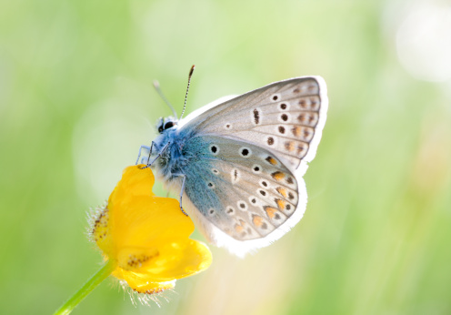 Beaiful blue bBeaiful silver-studded blue butterfly on yellow flowerutterfly on yellow flower, Copuspece.Beauty in nature,