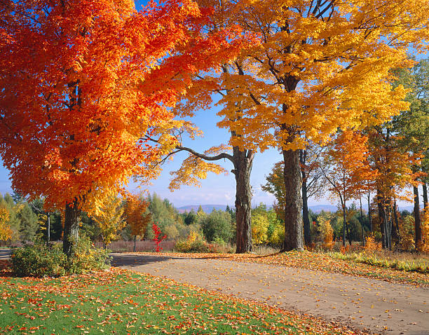 Autumn in Vermont With Country Road And Sugar Maples\n\n[url=http://www.istockphoto.com/search/lightbox/11339954#508975f][img]http://i1136.photobucket.com/albums/n486/Ron_Patty/AutumnCountryRoads380pix.jpg[/img][/url]\n[url=http://www.istockphoto.com/search/lightbox/11154853?refnum=rachwal81#1ea91a24][img]http://davesucsy.com/rpt/ThomasBanner16a.jpg[/img][/url]\n\n[url=file_closeup.php?id=17468087][img]file_thumbview_approve.php?size=1&id=17468087[/img][/url] [url=file_closeup.php?id=11632165][img]file_thumbview_approve.php?size=1&id=11632165[/img][/url]