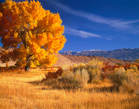 A huge Cottonwood in fall color sits in a golden meadow in the Owen's River Valley of Central California, near Bishop.\n\n[url=http://www.istockphoto.com/search/lightbox/11155657#cd41a5a][img]http://davesucsy.com/rpt/autumninwesternusa.jpg[/img][/url]\n\n[url=file_closeup?id=25952363][img]/file_thumbview/25952363/1[/img][/url] [url=file_closeup?id=44169998][img]/file_thumbview/44169998/1[/img][/url] [url=file_closeup?id=14462102][img]/file_thumbview/14462102/1[/img][/url] [url=file_closeup?id=14026830][img]/file_thumbview/14026830/1[/img][/url] [url=file_closeup?id=17850527][img]/file_thumbview/17850527/1[/img][/url] [url=file_closeup?id=17857718][img]/file_thumbview/17857718/1[/img][/url] [url=file_closeup?id=14344594][img]/file_thumbview/14344594/1[/img][/url] [url=file_closeup?id=14026825][img]/file_thumbview/14026825/1[/img][/url] [url=file_closeup?id=14345160][img]/file_thumbview/14345160/1[/img][/url] [url=file_closeup?id=17857581][img]/file_thumbview/17857581/1[/img][/url] [url=file_closeup?id=14026585][img]/file_thumbview/14026585/1[/img][/url] [url=file_closeup?id=14199920][img]/file_thumbview/14199920/1[/img][/url]