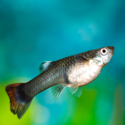 Angelfish, scalar blue fish in a home aquarium close-up