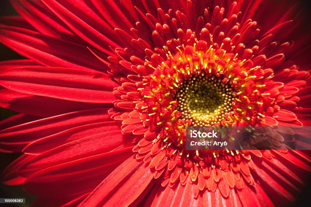 Gerbera primo piano - Foto stock royalty-free di Bellezza naturale