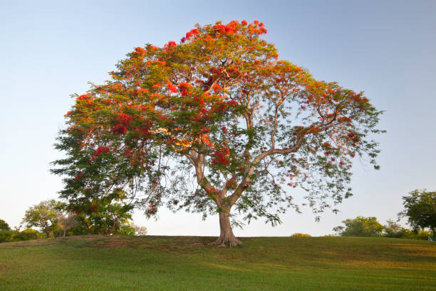 istock Royal Poinciana 155008602