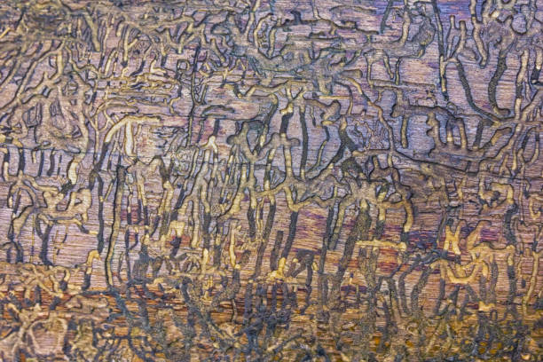 Natural wood texture with lines drawn by a bark beetle. Background, bark beetle, tree trunk. Close-up.