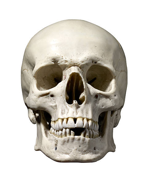 Skull on ground in pit in . Human skull in ground during Archaeology excavation of Gelogs. Archaeologist Working At Archaeology Site. Human skeleton with skull. Scary and lonely dead.