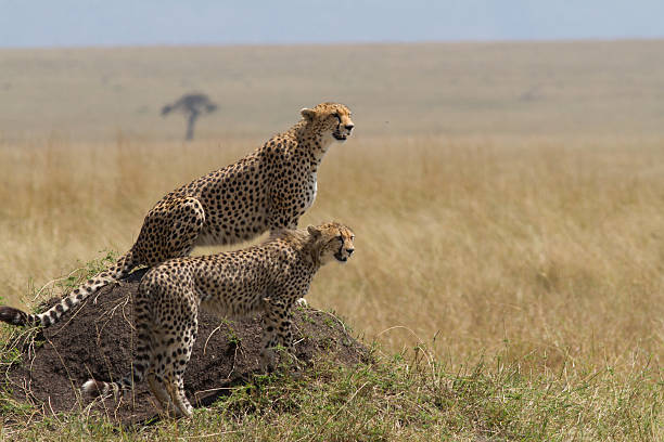 istock Cheetah with cub looking out over the savannah, Masai Mara 155008984