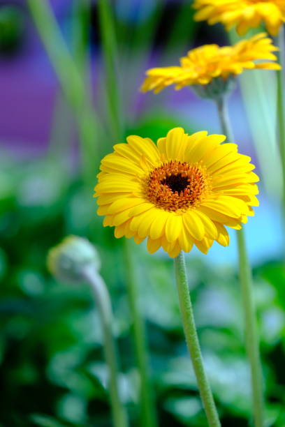 daisy or cerebra flowers in a garden in selective focus and blurry background