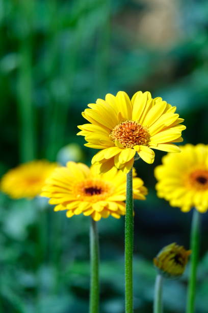 istock daisy or cerebra flowers in a garden in selective focus and blurry background 1550091996