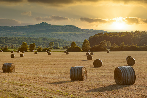 Countryside field with hay bales at the sunset in Istria, Croatia near Buzet town. Cutten wheat field and hills on the background with warm evening light