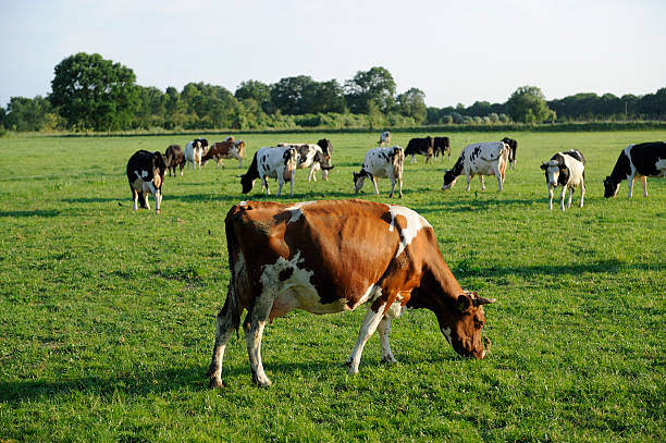 istock Group of holstein cows in a meadow 155009577