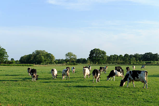 grupo de holstein vaca num prado - polder field meadow landscape imagens e fotografias de stock