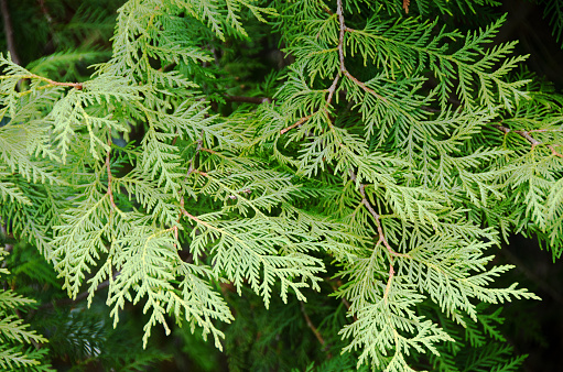 Young green sprouts of Canary Island pine (Pinus canariensis) in the mountain forest of Tenerife,Canary Islands,Spain.\nSelective focus.