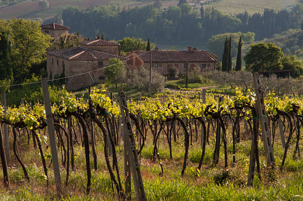 istock Country house in Chianti 155010187