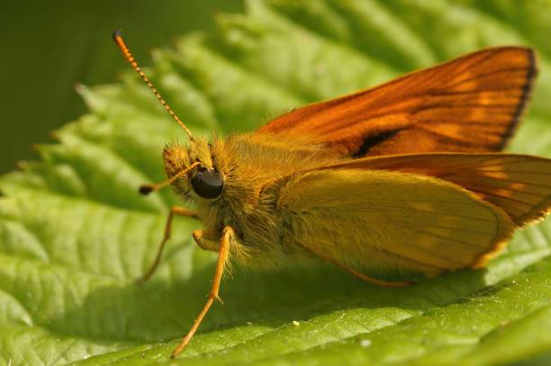 istock Closeup on a European Large skipper butterfly, Ochlodes sylvanus sitting on a green leaf 1550102141