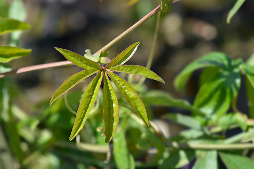 Common passion flower leaves - Latin name - Passiflora caerulea