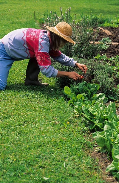 istock Cropping in the Vegetable Garden 155010381