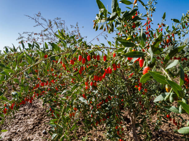 Goji berry fruits and plants in sunshine garden Goji berry fruits and plants in sunshine garden bittersweet berry stock pictures, royalty-free photos & images