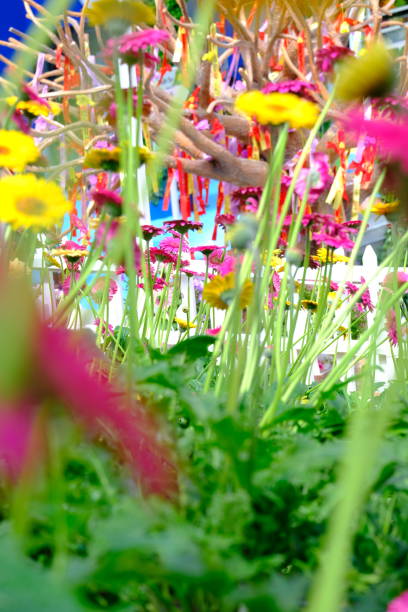 daisy or cerebra flowers in a garden in selective focus and blurry background