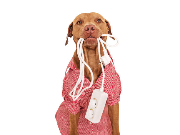 istock Lovable, pretty brown puppy and extension cord 1550111284