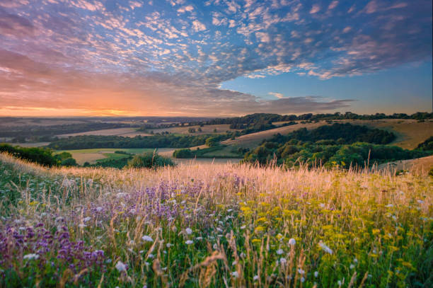 south downs landscape - veld fotos stockfoto's en -beelden