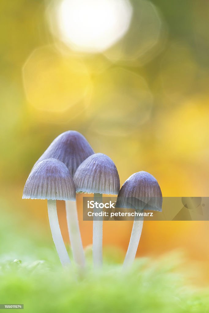 Mushrooms on a Mossy Log Mushrooms with flares in the background in autumn light Edible Mushroom Stock Photo