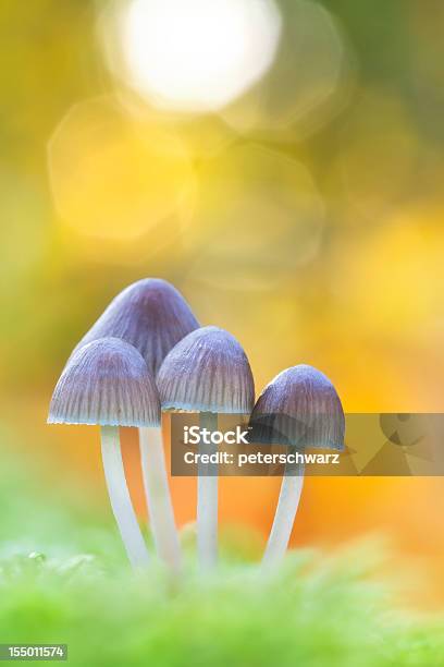 Mushrooms On A Mossy Log Stock Photo - Download Image Now - Edible Mushroom, Log, Mushroom