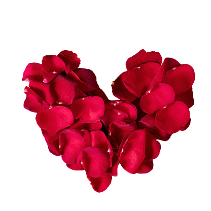 Red rose petals on white background with copy space.