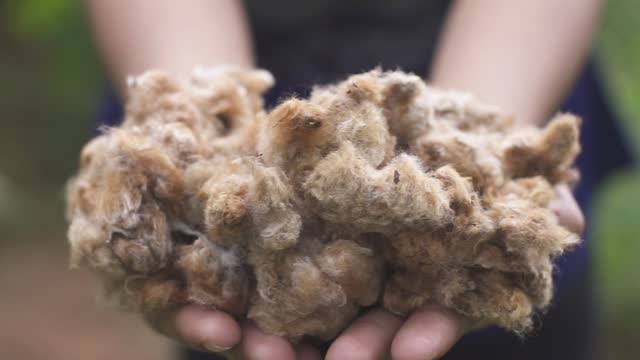Brown cotton fiber