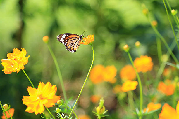 istock Butterfly and cosmos flowers 155012060