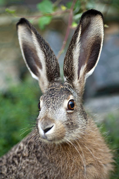 istock brown hare baby in nature 155012545