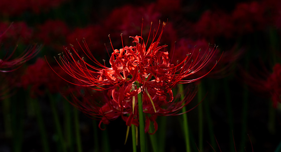 Red spider lily, Cluster amaryllis.