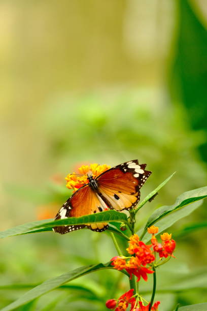 istock Danaus chrysippus butterfly at the garden with selective focus and blurry background 1550130513